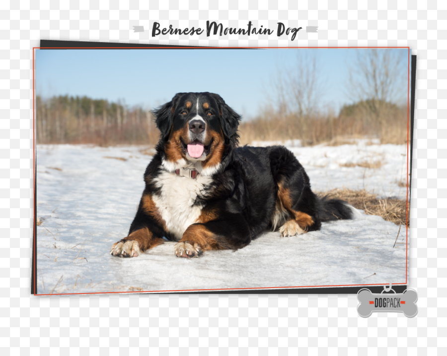 Worlds Largest Dog Breeds To Snuggle - Newfoundland Bernese Mountain Dog Newfoundland St Bernard Emoji,Caucasian Mountain Shepherd Puppy Emoticon