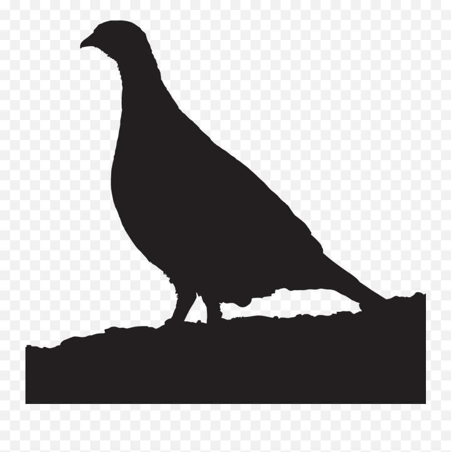 Greater Prairie - Chicken Overview All About Birds Cornell Emoji,Chicken Chicken Boom Emoji Song