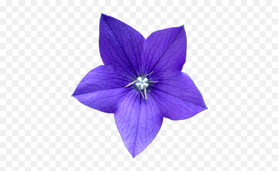 Purple Flower Tumblr Posted By Ethan Cunningham Emoji,Imagea Of Flower Emojis