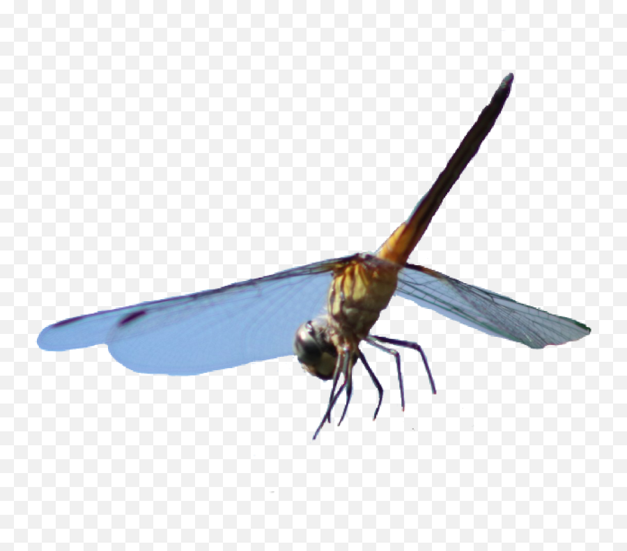 Dragonfly Sticker - Parasitism Emoji,Dragonfly Emoji