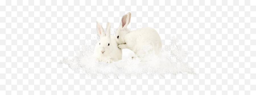 Rabbit Lapin Animal Sticker - Domestic Rabbit Emoji,Snowshoe Emoji