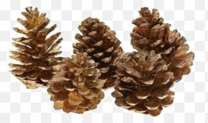 Pinecone Brown Tree Cone Pine Sticker - Virginia Pine Emoji,Pinecone Emoji