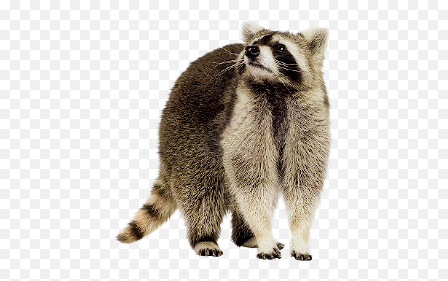 Raccoon - High Resolution Raccoon Transparent Background Emoji,Racoon Emoji