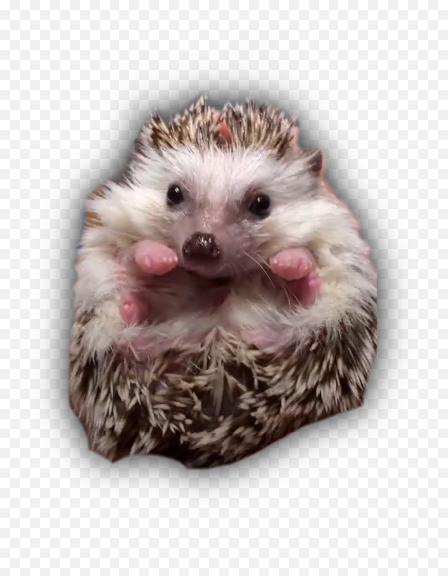 Hedgehogs Chicken Pets Sticker - Domesticated Hedgehog Emoji,Porcupine Emoji