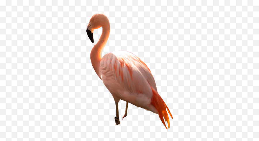 Flamingo Png Images Flamingo Transparent Background Download Emoji,Flamingo Emoticons