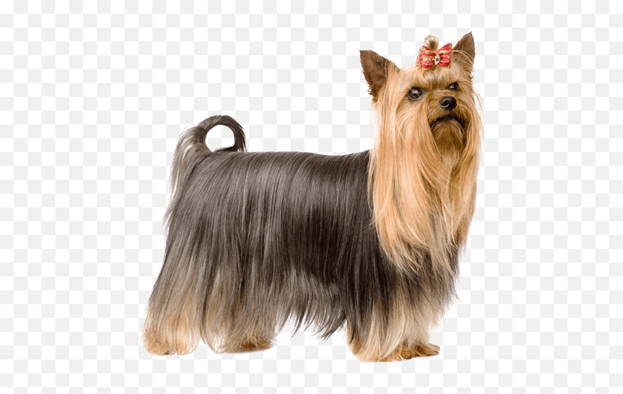 Yorkshire Terrier Dog Breed Facts And Information - Wag Yorkshire Terrier Emoji,Dog Tail Emotions