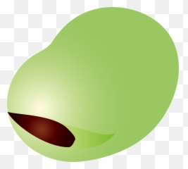 Broad Bean Vegetable Clipart - Broad Bean Seed Clip Art Emoji,Green Bean Emoji