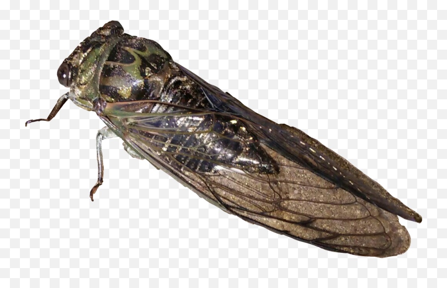 The Most Edited - If Cicadas Can Sit In A Tree Emoji,Cicada Emoji
