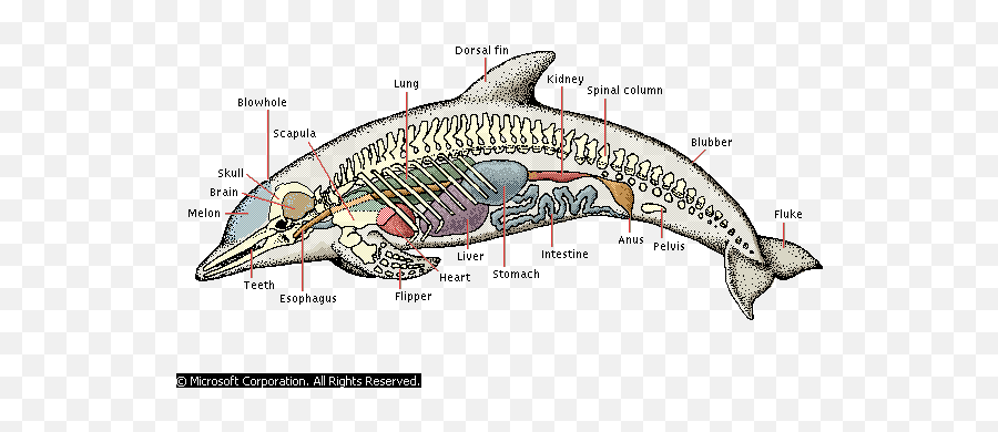 Dolphins - Travel Photos By Galen R Frysinger Sheboygan Anatomia Del Dofi Emoji,Orcas Brain Emotions