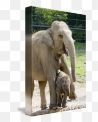 Elephant Laughes At Becos Little Jokes - Indian Elephant Emoji,The Elephant Of Emotion