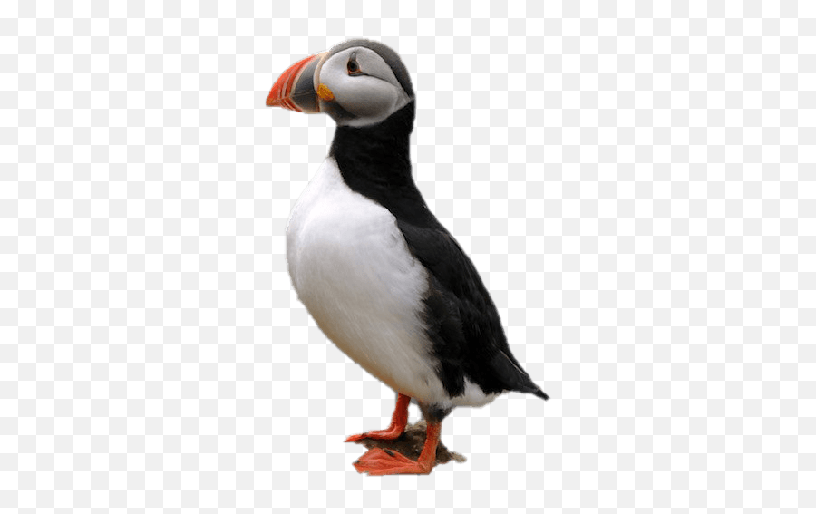 Free Puffin Png Image - Puffin Png Emoji,Puffin Emoji