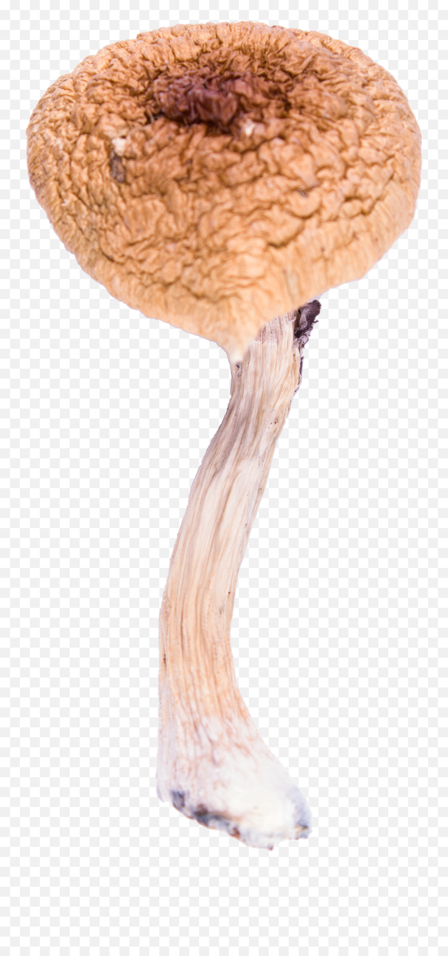 Penis Envy Pe6 Cubensis - Penis Envy 6 Mushrooms Emoji,Jealousy Is An Unpleasant Emotion, Yet It’s Difficult To Escape. Penis Envy Pe6 Cubensis - Penis Envy 6 Mushrooms Emoji,Jealousy Is An Unpleasant Emotion, Yet It’s Difficult To Escape.