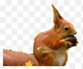 Squirrel Gifs - Animated Images Of This Cute Animal Rodent Red Squirrel Emoji,Skype Dog Emoticon Gif