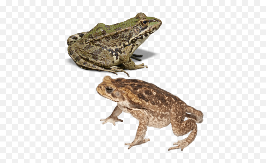 A Frog And A Toad - Common Frog Emoji,Spadefoot Toad Emotion