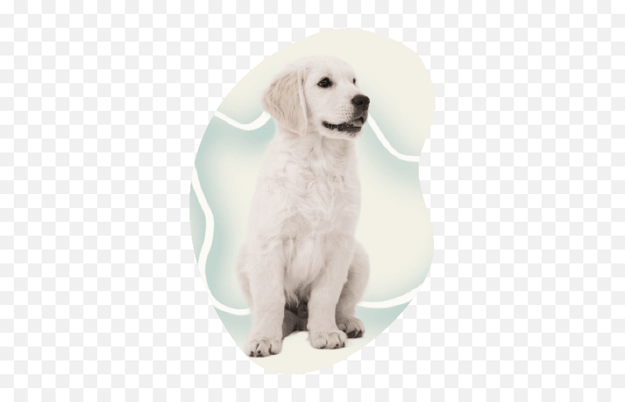 Home Northern Pet Salon Emoji,Old Dog Im Emoticon