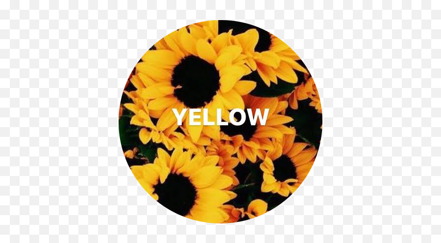 Aesthetic Flowers Yellow Background - Largest Wallpaper Portal Aesthetic Background Circle Yellow Emoji,Flowe Emoji