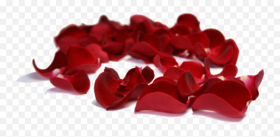 Rose Petals Falling Background Sticker - Valentines Png Rose Petals Emoji,Falling Rose Emoji
