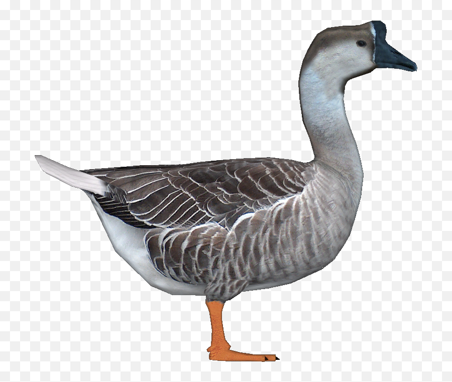 Chinese Goose Png U0026 Free Chinese Goosepng Transparent - Chinese Goose Transparent Emoji,Canadian Goose Emoji