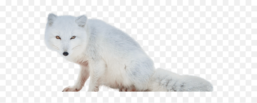 Traspareent Moon Png 00001 User Saksham - Arctic Fox Png Emoji,Arctic Fox Emoji