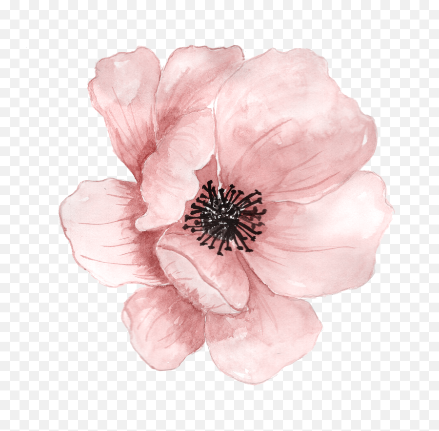 Download Pink Flower Watercolor Flowers - Watercolor Painted Flowers Png Emoji,Japanese Emoticon Flower In Hair