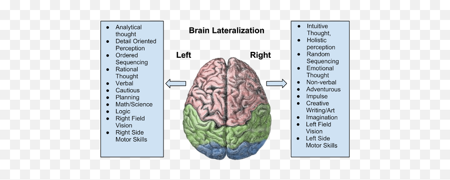 How Is A Left Brained Differentiated - Brain Lateralization Emoji,Part Of Brain For Emotion