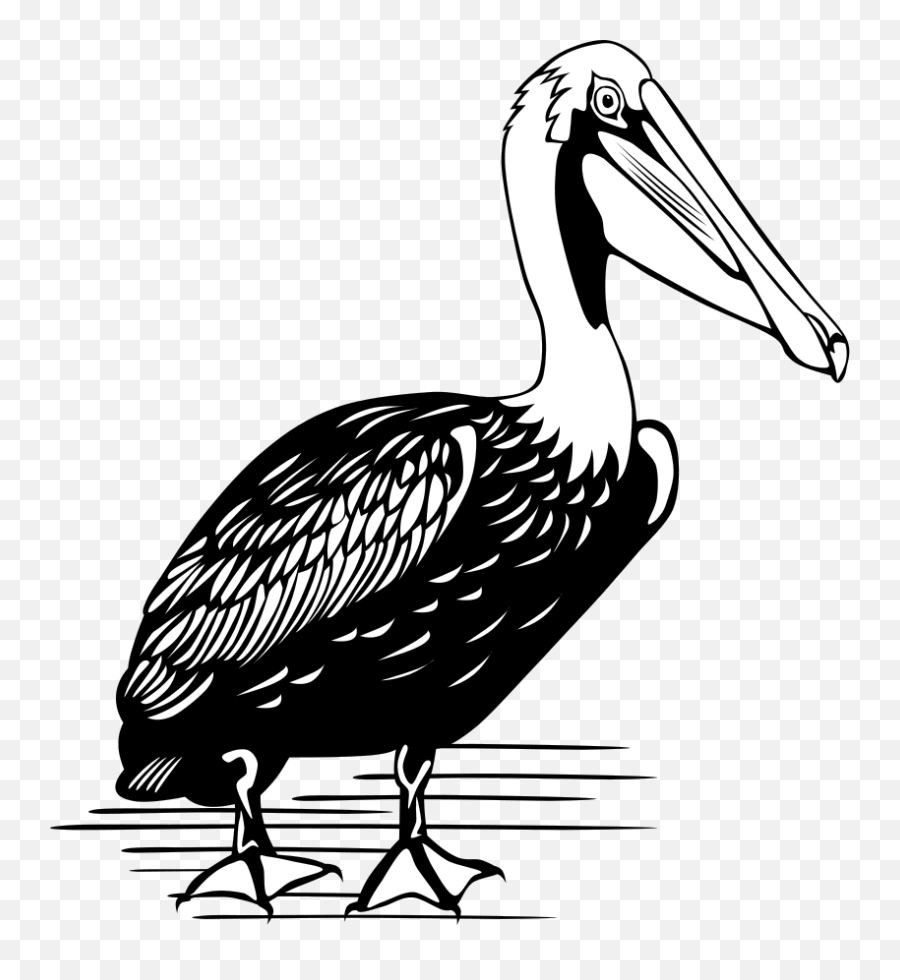 Pelican Png Photos Png Svg Clip Art For Web - Download Clip Brown Pelican Black And White Emoji,Pelican Emoji