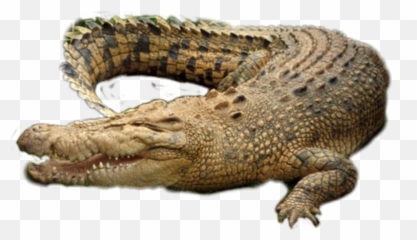 The Most Edited - Transparent Crocodile Png Emoji,Android Alligator Emoji