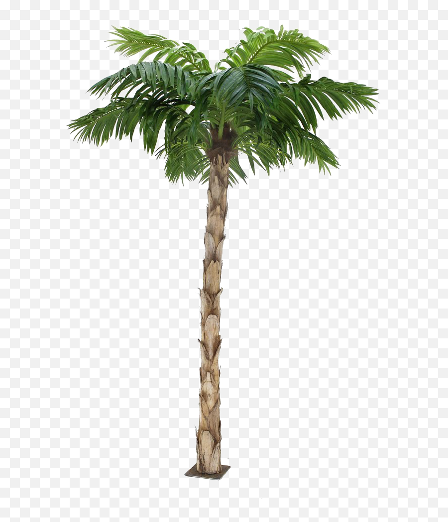 Palm Tree Transparent Background Clipart - Full Size Clipart Png Palm Tree Transparent Emoji,Guess The Emoji Pomtree And A Book