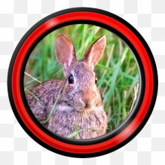 Amazoncom Bunny Live Wallpapers Appstore For Android Emoji,Easter Bunny Coloring Pages Emotions