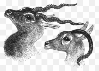 Natural History Of Selborne Emoji,Page 218 Holes, The Warden Is Clearly Loosing Control Of Her Emotions