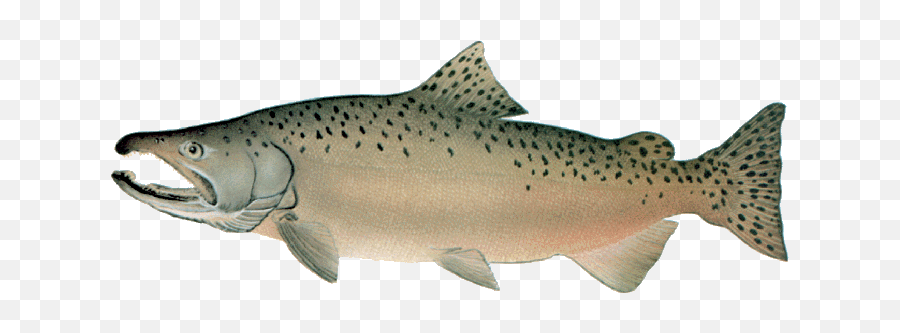 27 Salmon Drawing Ideas Salmon Drawing Fish Art Salmon Emoji,Trout Fish Emoticon Copy And Paste