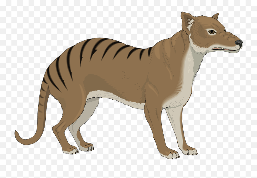 Angry Stripes Strange - Free Vector Graphic On Pixabay Tasmanian Tiger Clipart Emoji,Dog Tail Emotions