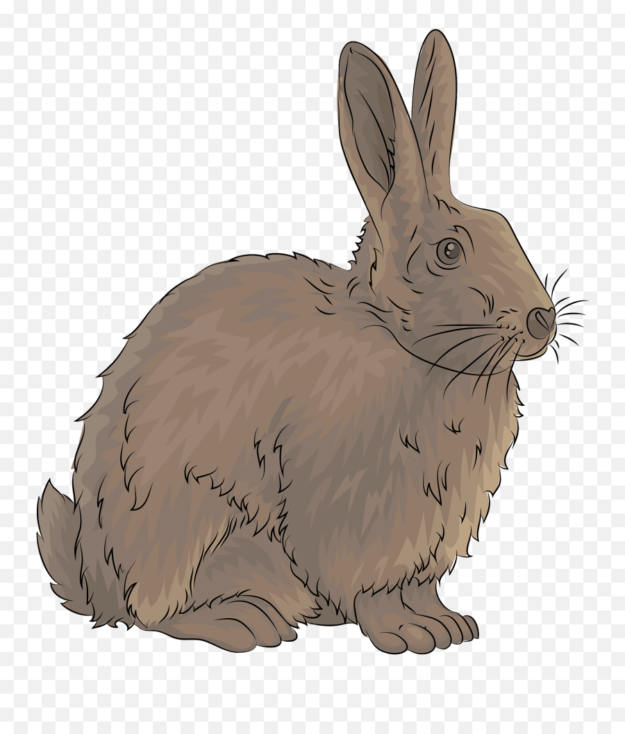 Rabbit Clipart - Australian Rabbit Clipart Emoji,Snowshoe Emoji