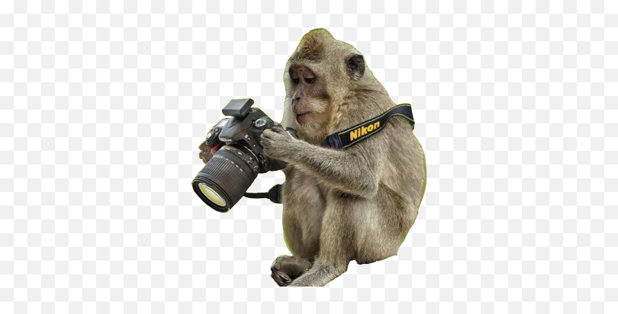 Trending - Crazy Photographer Emoji,Camera Monkey Emoji