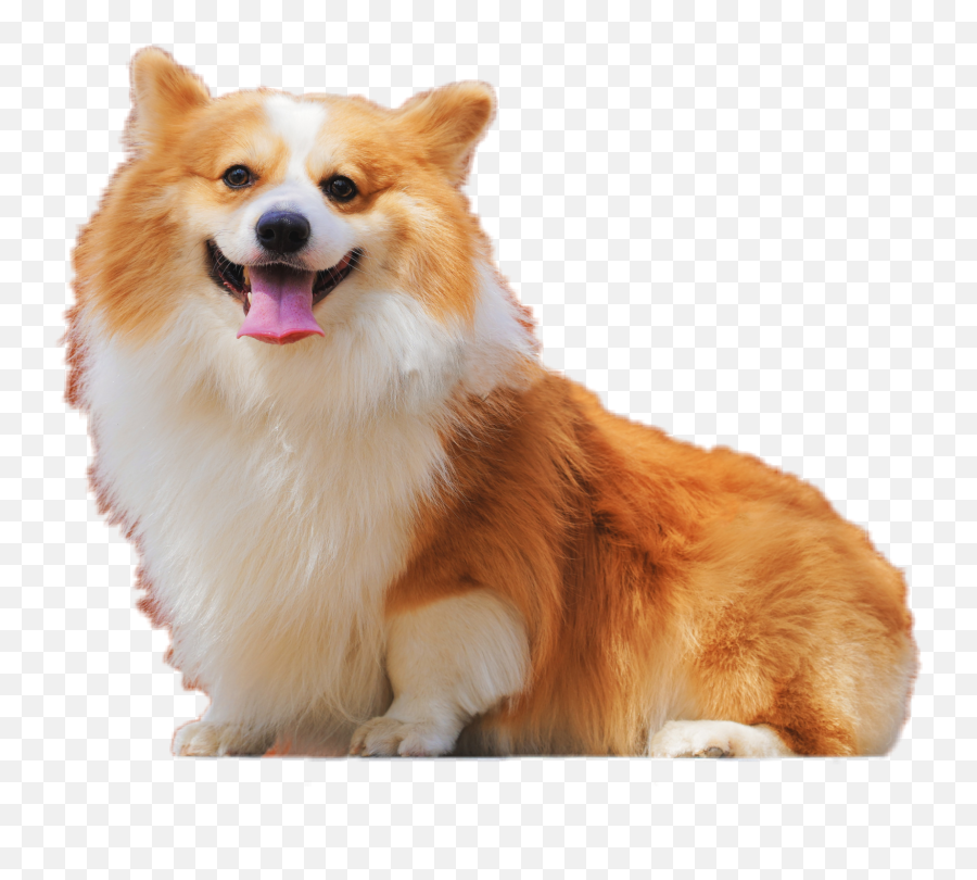 Dog Pup Doggo Pupper Sticker - Pembroke Welsh Corgi Emoji,Sheltie Emoji