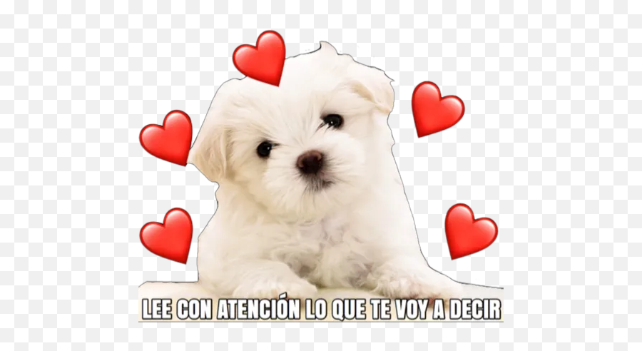 Cachorro Enamorado Stickers For Whatsapp - Golden Retriever Maltese Emoji,Justin Bieber Facebook Emoticon