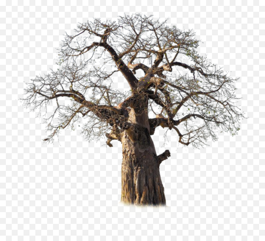 Tree Deadtree Sticker - Baobab Tree Png Emoji,Dead Tree Emoji