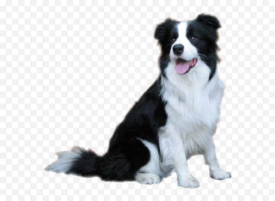 Border Collie Dog Clipart - Clip Art Library Sheepdog Clipart Emoji,Australian Shepherd Emoji