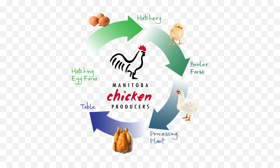 Manitoba Chicken Emoji,Cornish Cross Chicken Emotions
