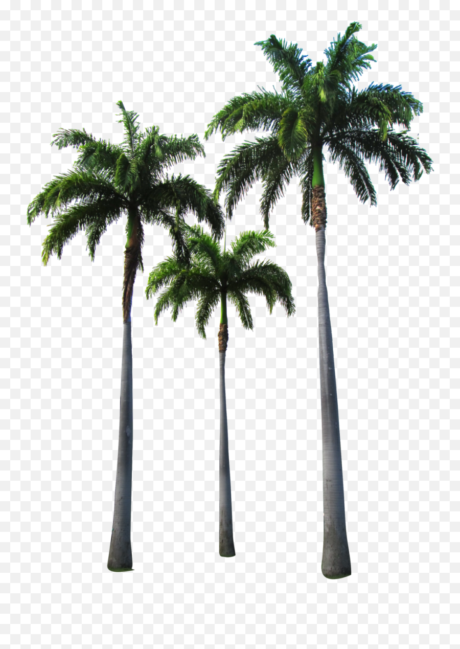 Vaporwave Palm Tree Png - Palm Png Full Size Png Download Transparent Palm Trees Png Emoji,Vaporwave Emoji