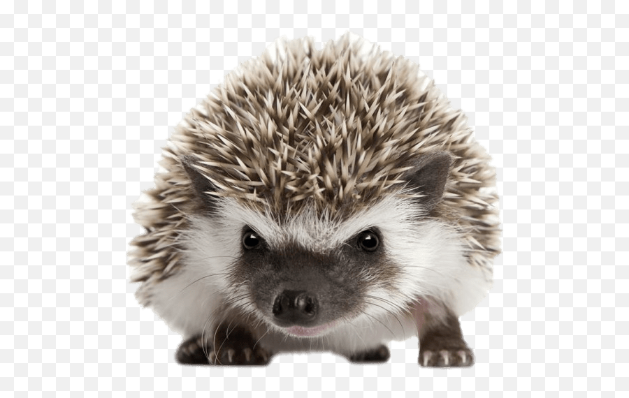 Hedgehog Clipart Transparent Background - Transparent Background Hedgehog Png Emoji,Porcupine Emoji