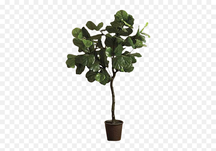 Fiddle Leaf Fig Png 3 Png Image - Transparent Fig Tree Png Emoji,Fiddle Emoji Image No Background Black And White