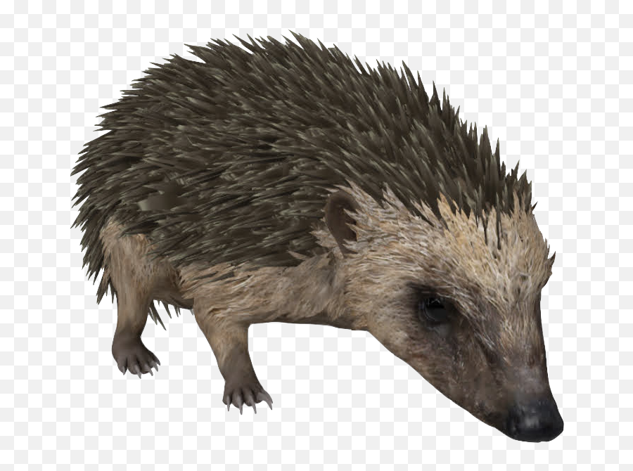 Here Are All Of The Google Ar Animals You Can See In 3d - Hedgehog 3d View Emoji,Hedgehog Emoji Apple