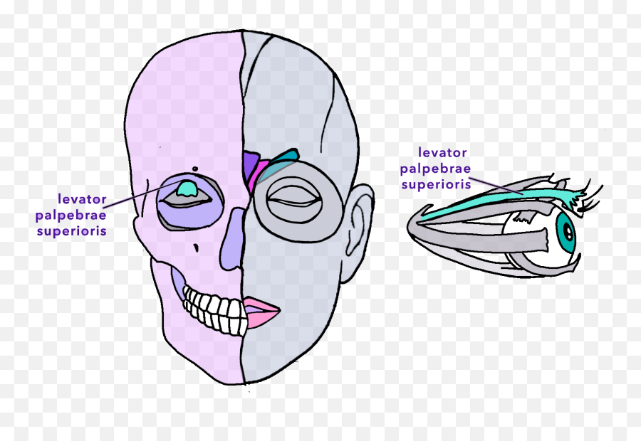 All About Upper Lid Raiser - Au5 Face The Facs Scary Emoji,Drawing Emotions Eyes