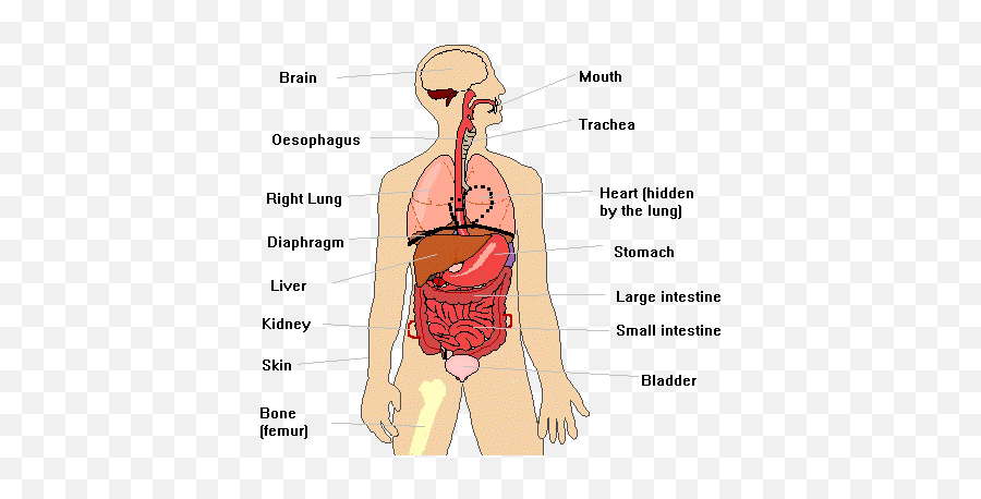 May 2015 Mickel Therapy - Organ Is Under Right Rib Emoji,Emotions And Body Organs