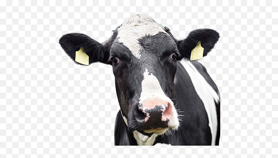 Dairy Cow Transparent Images Png Arts - Png Images Cow Png Emoji,Cow Emojis Png