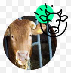 Mosa Meat Emoji,Cow Emoji