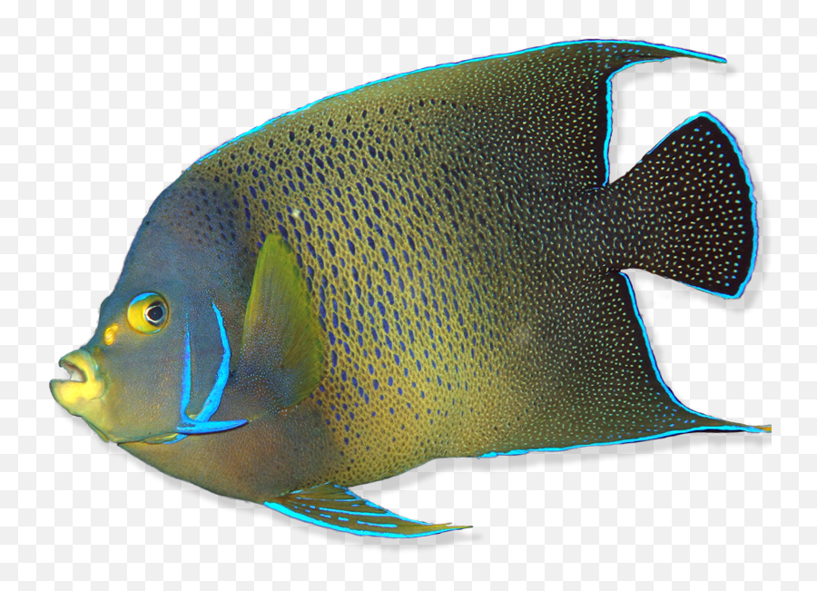 Download Hd What Is A Fish - Coral Reef Fish Transparent Png Coral Reef Fish Transparent Emoji,Coral Emoji