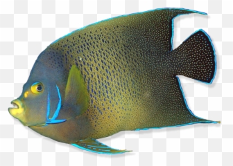 Download Hd What Is A Fish - Coral Reef Fish Transparent Png Coral Reef Fish Transparent Emoji,Coral Emoji