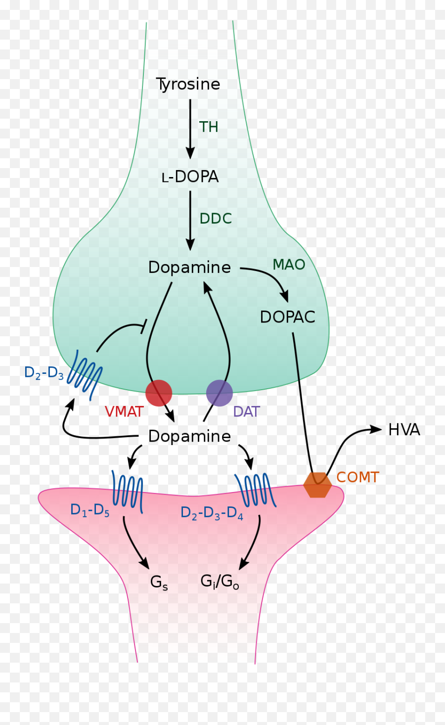 Dopamine - Wikiwand Dopamine Transmission Emoji,Dopamine Emotions